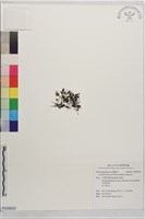 登錄號:P028830藏品圖，第1張