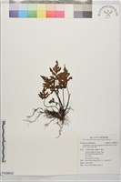 黑心蕨藏品圖，第1張