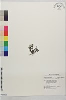 細葉碎米蕨藏品圖，第1張