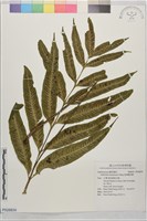 海南鐵角蕨藏品圖，第1張