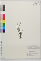 姬書帶蕨藏品圖，第1張