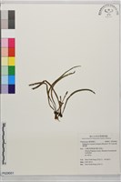 姬書帶蕨藏品圖，第1張