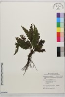 菲律賓厚葉蕨藏品圖，第1張