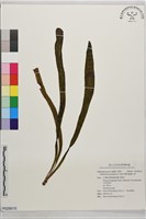 帶狀瓶爾小草藏品圖，第1張