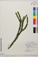 寬葉馬尾杉、寬葉石松藏品圖，第1張