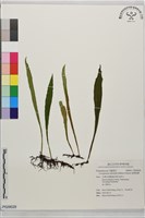 柳葉劍蕨藏品圖，第1張