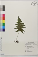 毛柄凸軸蕨藏品圖，第1張