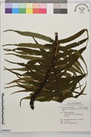 桫欏鱗毛蕨藏品圖，第1張