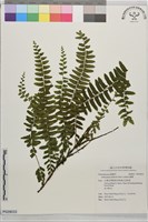 藤蕨藏品圖，第1張