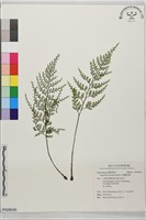 尖葉鐵角蕨藏品圖，第1張