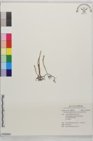 絨毛石葦藏品圖，第1張