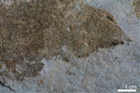 石英砂岩藏品圖，第3張