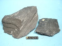 泥岩藏品圖，第5張