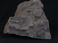 板岩/砂岩藏品圖，第3張