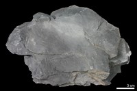 硬頁岩藏品圖，第1張