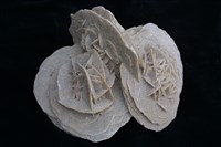 石膏藏品圖，第1張