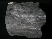 石英雲母片岩藏品圖，第3張