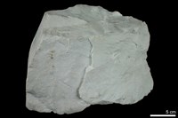白雲岩藏品圖，第3張