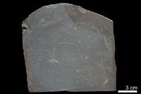 粉砂岩藏品圖，第2張