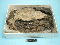 草泥煤藏品圖，第3張