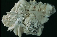 石膏藏品圖，第4張