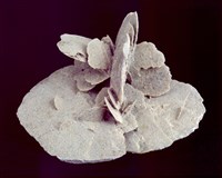 石膏/沙漠玫瑰 藏品圖，第2張