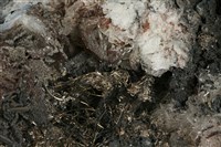 自然銀 藏品圖，第3張
