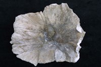 四水鍶硼石 藏品圖，第4張