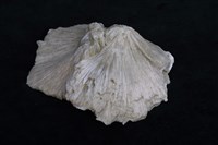 四水鍶硼石 藏品圖，第6張