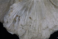 四水鍶硼石 藏品圖，第7張