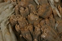 鈉長石藏品圖，第2張