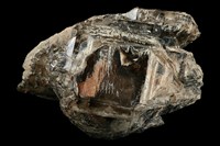 煙水晶/石英藏品圖，第1張