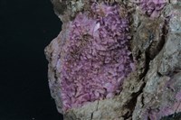 紅矽鈣錳礦藏品圖，第2張