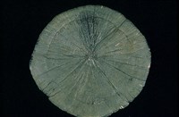 黃鐵礦藏品圖，第1張