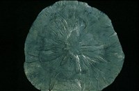 黃鐵礦藏品圖，第2張