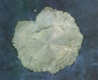 黃鐵礦藏品圖，第3張