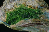 矽銅鈾礦藏品圖，第1張