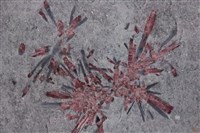 紅電氣石/電氣石藏品圖，第4張