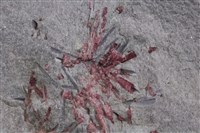 紅電氣石/電氣石藏品圖，第5張
