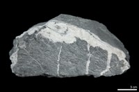 硬頁岩藏品圖，第1張
