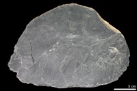 變質砂岩藏品圖，第1張