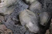 片沸石藏品圖，第5張