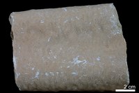 鐘乳石藏品圖，第1張