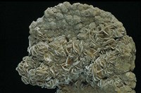 石膏藏品圖，第6張