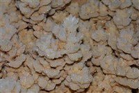 方解石藏品圖，第2張