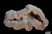 石灰華藏品圖，第2張