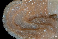 石灰華藏品圖，第4張