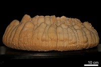 石灰華藏品圖，第4張