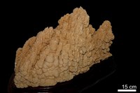 石灰華藏品圖，第2張