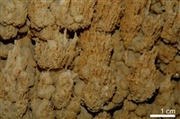 石灰華藏品圖，第5張